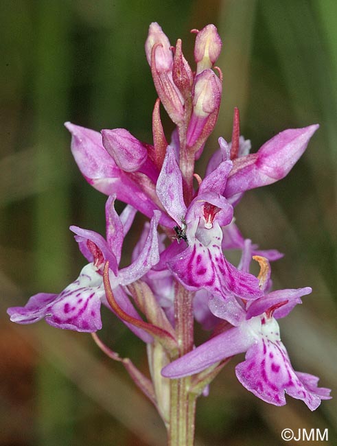 Dactylorhiza psychophila= Dactylorhiza psychrophila