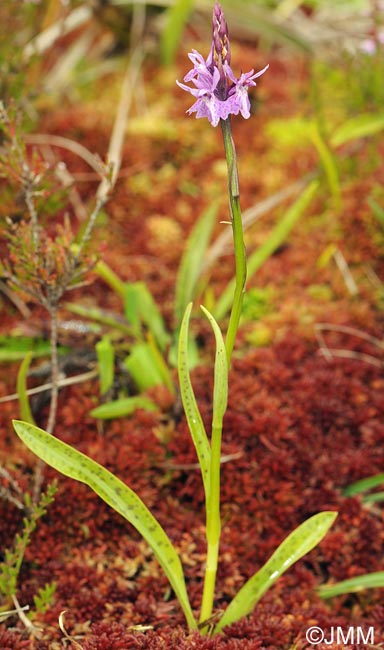 Dactylorhiza psychophila= Dactylorhiza psychrophila