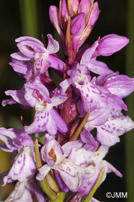 Dactylorhiza psychophila= Dactylorhiza psychrophila