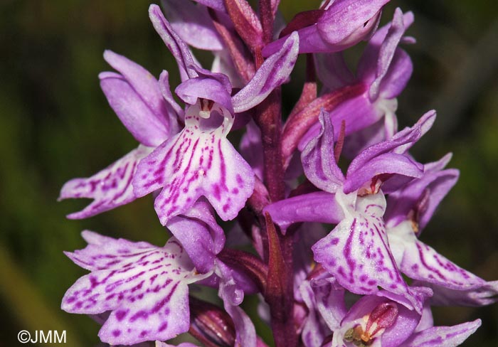 Dactylorhiza psychophila= Dactylorhiza psychrophila