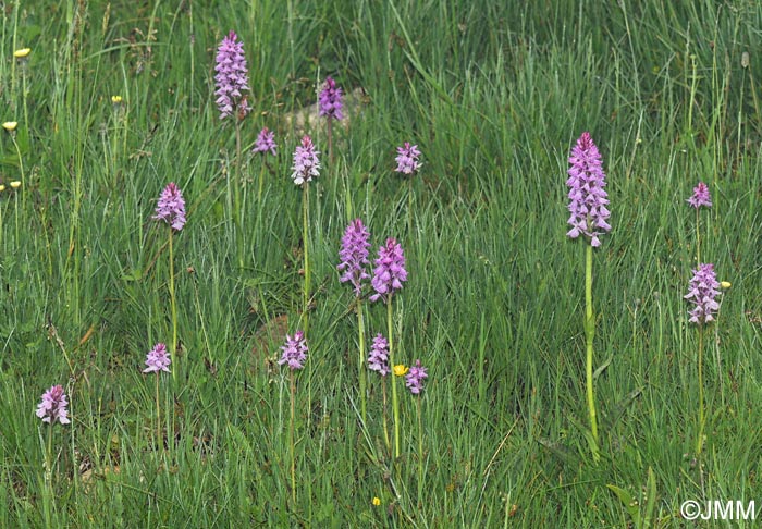 Dactylorhiza maculata subsp. pyrenaica = Dactylorhiza savogiensis f. pyrenaica