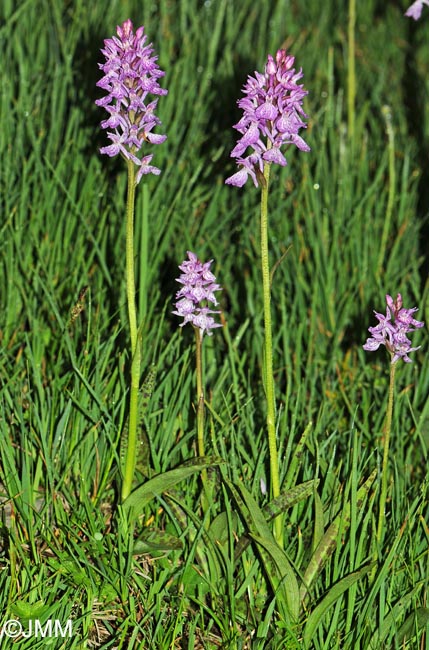Dactylorhiza maculata subsp. pyrenaica = Dactylorhiza savogiensis f. pyrenaica