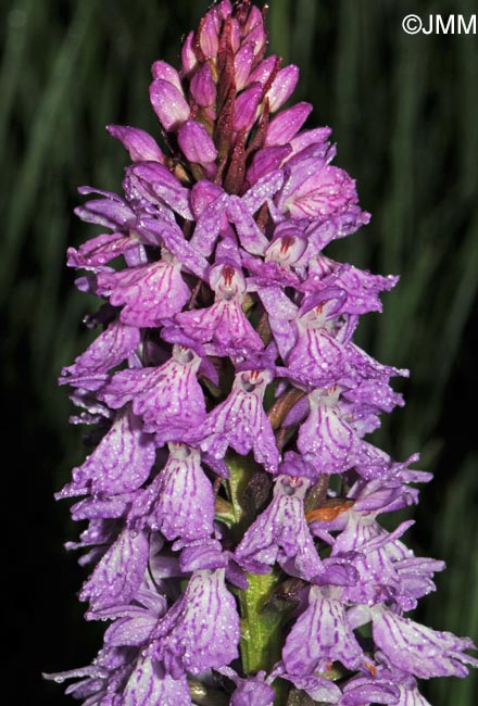 Dactylorhiza maculata subsp. pyrenaica = Dactylorhiza savogiensis f. pyrenaica