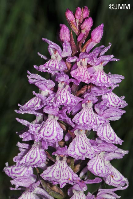 Dactylorhiza maculata subsp. pyrenaica = Dactylorhiza savogiensis f. pyrenaica