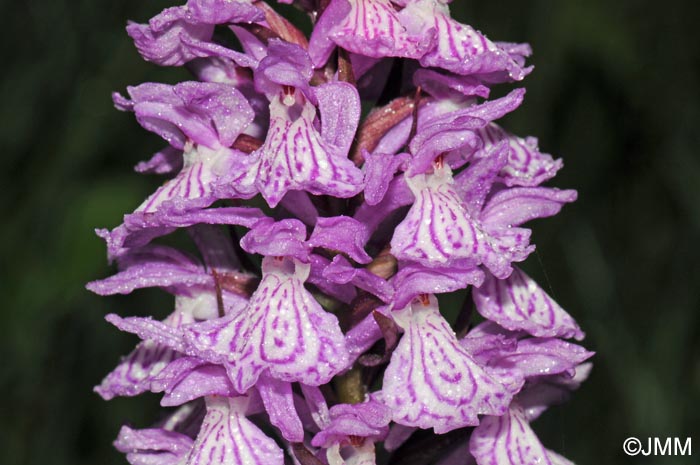 Dactylorhiza maculata subsp. pyrenaica = Dactylorhiza savogiensis f. pyrenaica