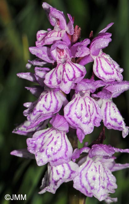 Dactylorhiza maculata subsp. pyrenaica = Dactylorhiza savogiensis f. pyrenaica