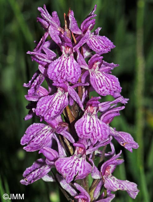 Dactylorhiza maculata subsp. pyrenaica = Dactylorhiza savogiensis f. pyrenaica