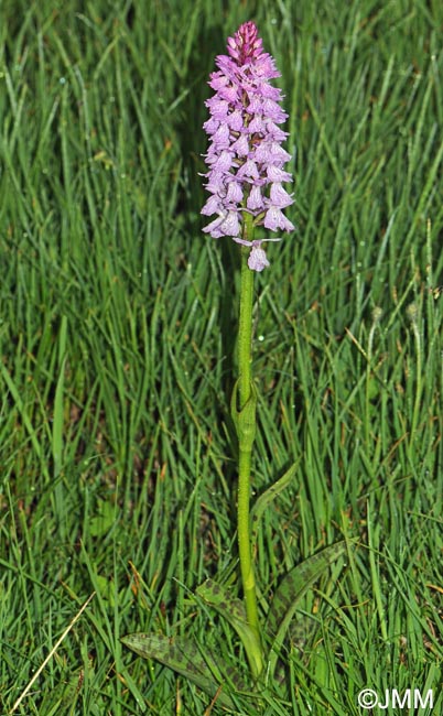 Dactylorhiza maculata subsp. pyrenaica = Dactylorhiza savogiensis f. pyrenaica