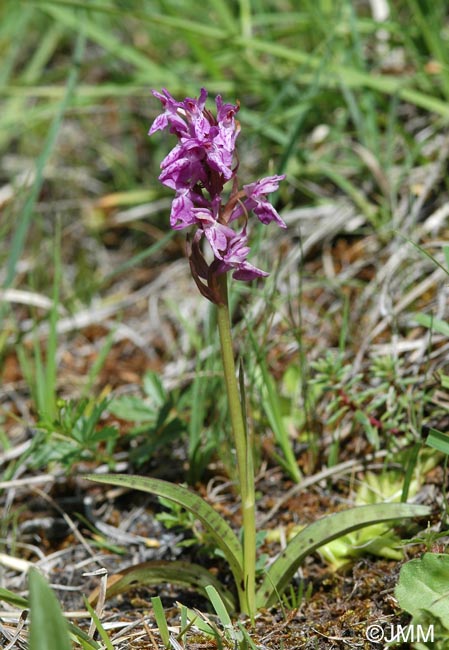 Dactylorhiza rhaetica = Dactylorhiza lapponica subsp. rhaetica