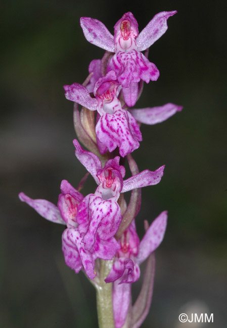 Dactylorhiza rhaetica = Dactylorhiza lapponica subsp. rhaetica