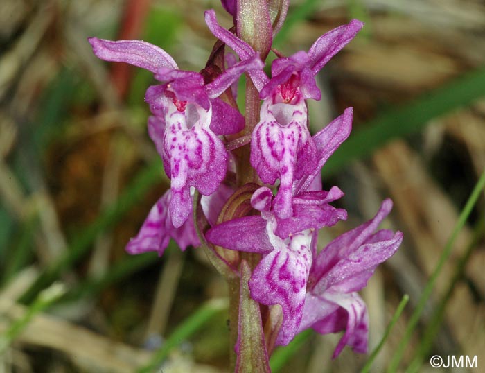 Dactylorhiza rhaetica = Dactylorhiza lapponica subsp. rhaetica
