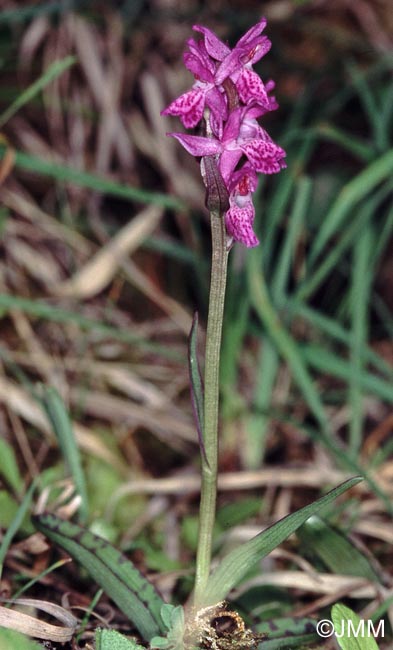Dactylorhiza rhaetica = Dactylorhiza lapponica subsp. rhaetica