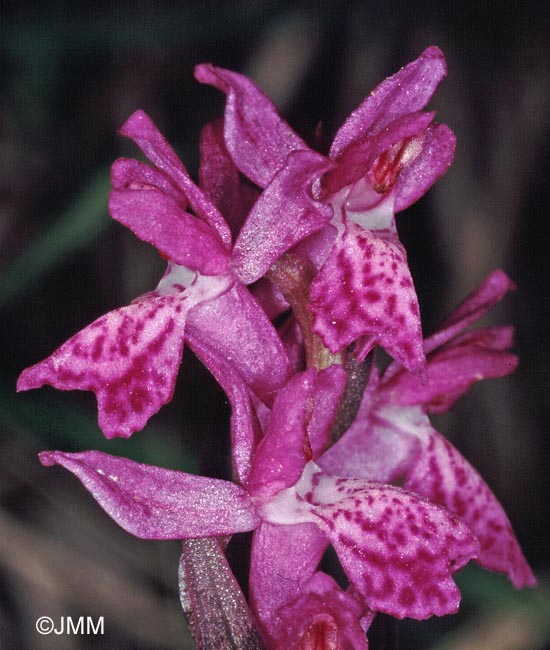 Dactylorhiza rhaetica = Dactylorhiza lapponica subsp. rhaetica