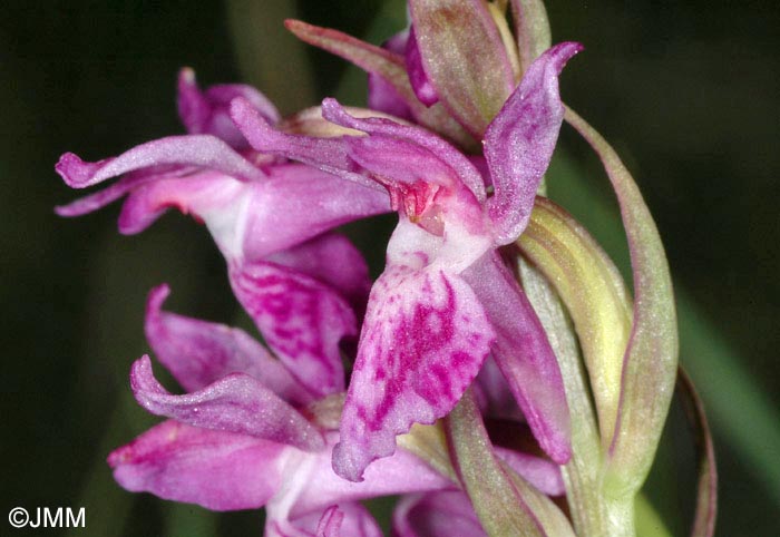 Dactylorhiza rhaetica = Dactylorhiza lapponica subsp. rhaetica