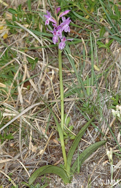 Dactylorhiza rhaetica = Dactylorhiza lapponica subsp. rhaetica