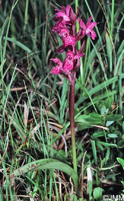 Dactylorhiza rhaetica = Dactylorhiza lapponica subsp. rhaetica