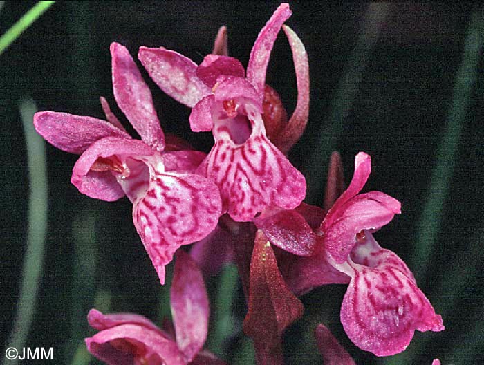 Dactylorhiza rhaetica = Dactylorhiza lapponica subsp. rhaetica