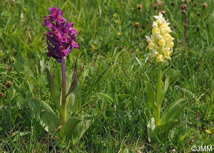 Dactylorhiza sambucina