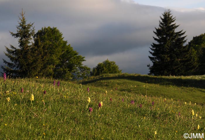 Dactylorhiza sambucina