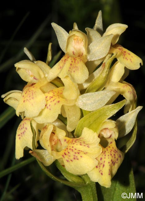 Dactylorhiza sambucina