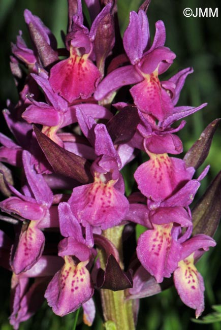 Dactylorhiza sambucina