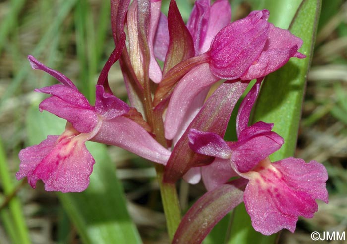 Dactylorhiza sambucina