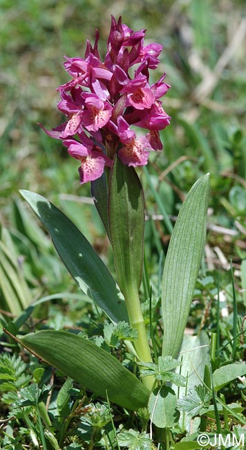 Dactylorhiza sambucina