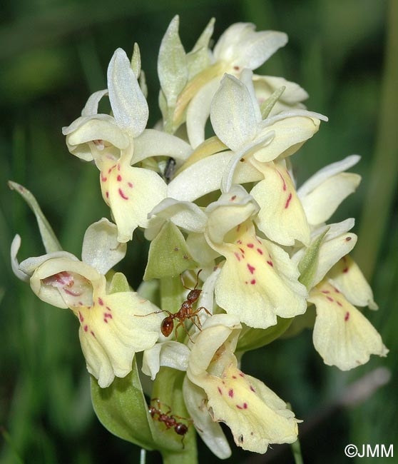 Dactylorhiza sambucina