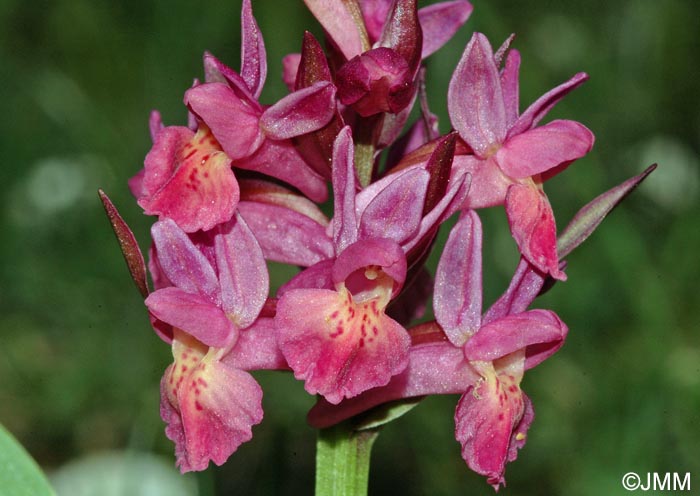 Dactylorhiza sambucina