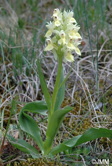 Dactylorhiza sambucina