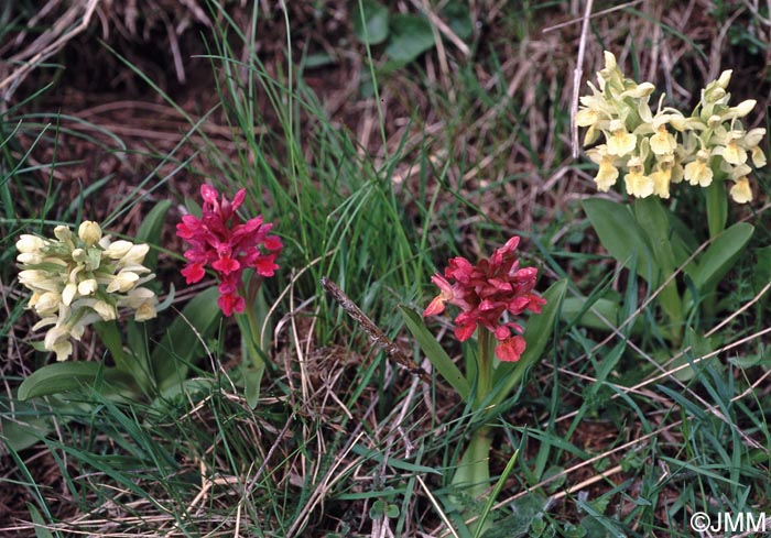 Dactylorhiza sambucina