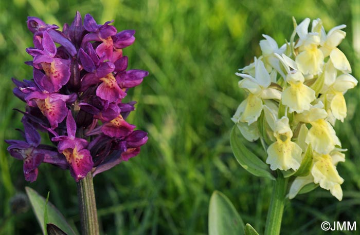 Dactylorhiza sambucina