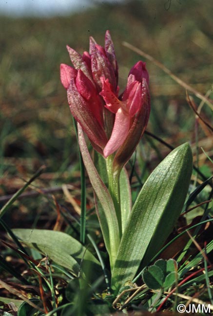 Dactylorhiza sambucina