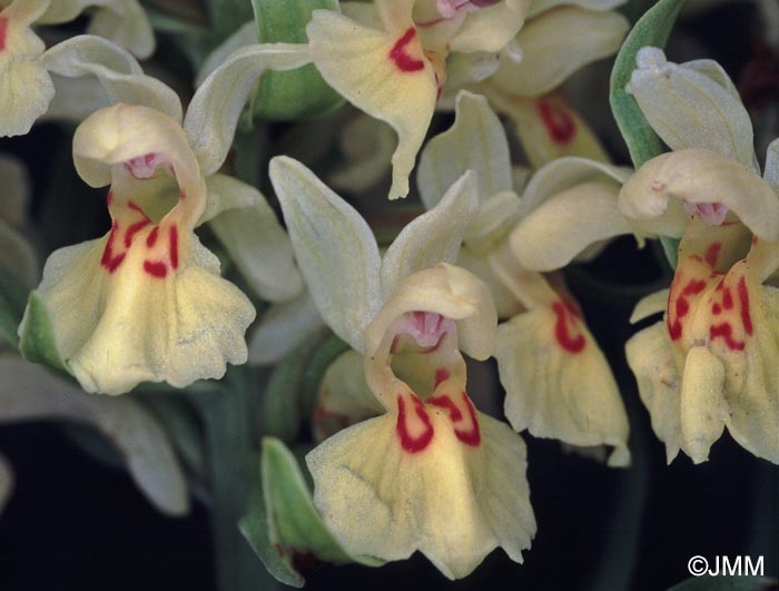 Dactylorhiza sambucina