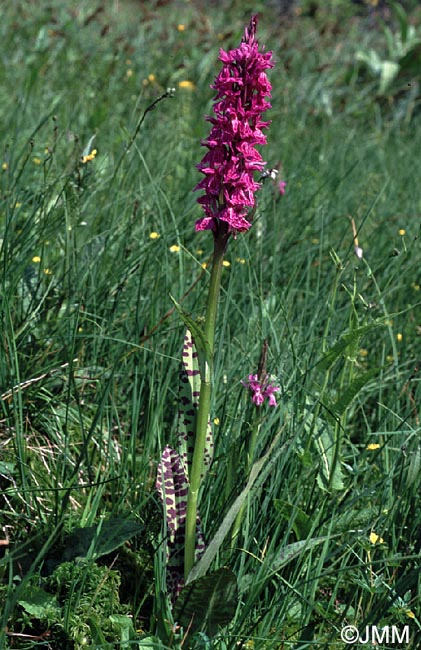 Dactylorhiza savogiensis