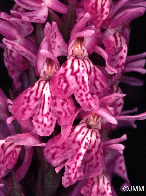 Dactylorhiza savogiensis