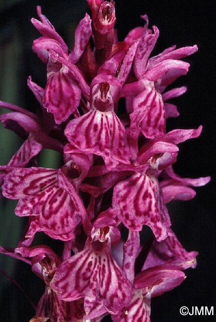 Dactylorhiza savogiensis