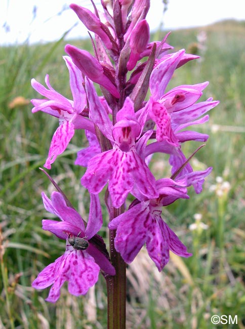 Dactylorhiza savogiensis