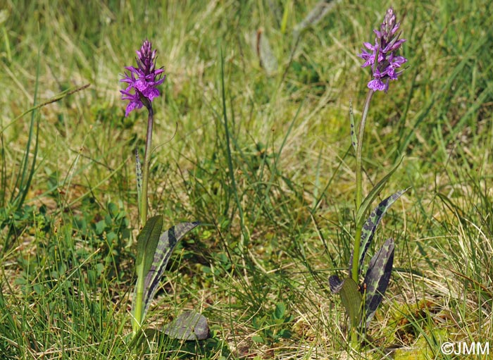 Dactylorhiza savogiensis