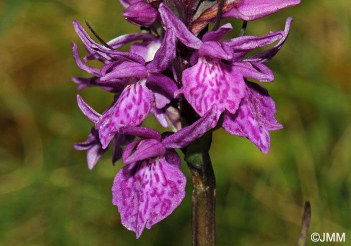 Dactylorhiza savogiensis