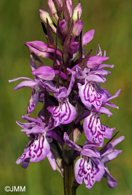 Dactylorhiza savogiensis