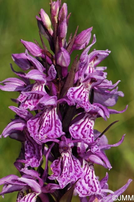 Dactylorhiza savogiensis