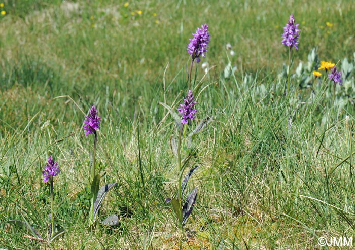 Dactylorhiza savogiensis