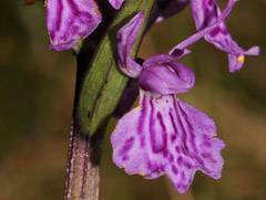 Dactylorhiza savogiensis