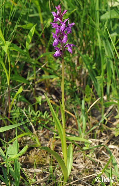 Dactylorhiza traunsteineri