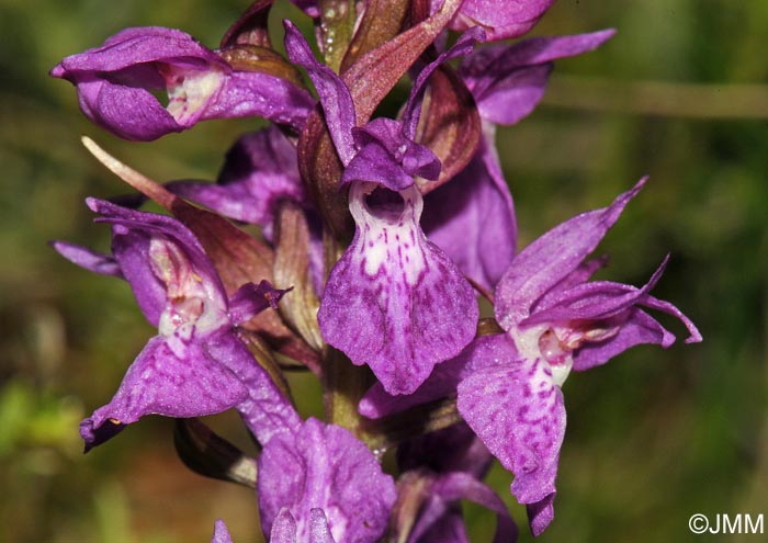 Dactylorhiza traunsteineri