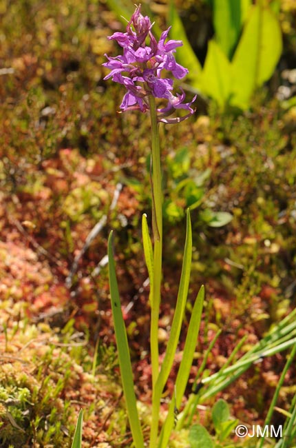 Dactylorhiza traunsteineri