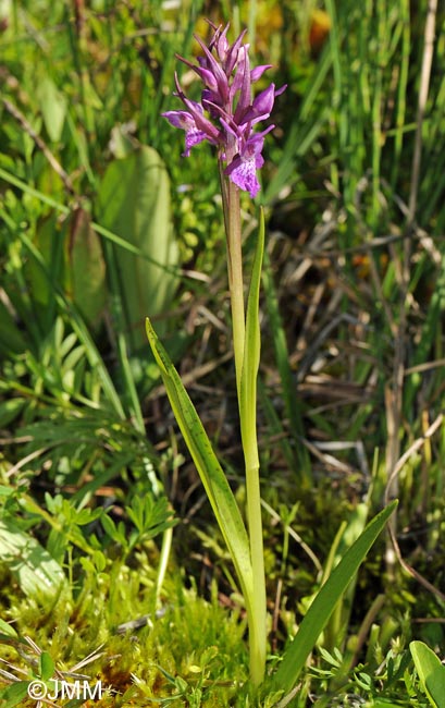 Dactylorhiza traunsteineri