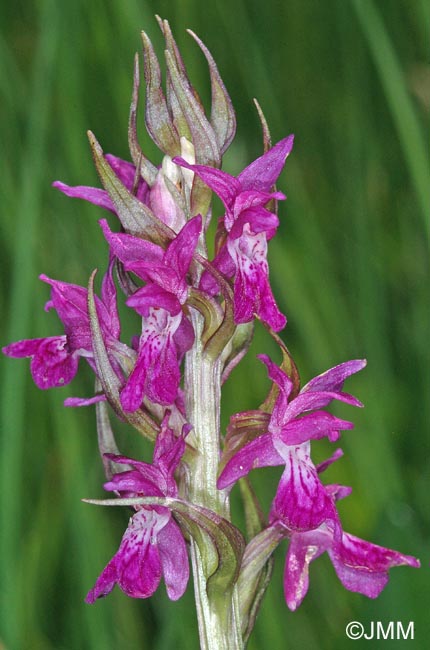 Dactylorhiza traunsteineri