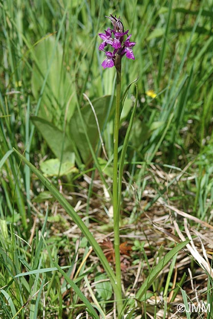 Dactylorhiza traunsteineri